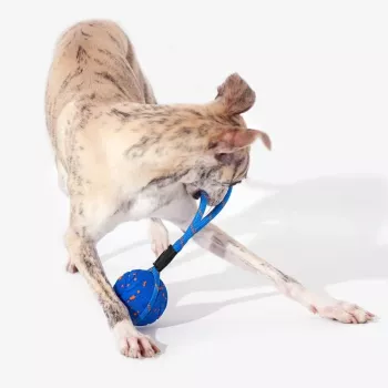 Jouet pour chien Cheerble Wicked Ball Air Rope, bleu roi