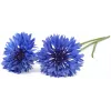 Click & Grow Cornflower Plant Pods for Smart Garden, 3-Pack (SGR36X3)