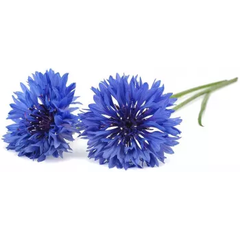 Click & Grow Cornflower Plant Pods for Smart Garden, 3-Pack (SGR36X3)