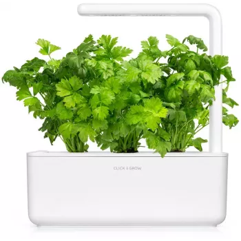 Click & Grow Leaf Celery Plant Pods for Smart Garden, 3-Pack (SGR97X3)