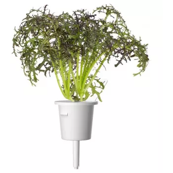 Click & Grow Smart Garden recharge Red Frill Mustard, 3 recharges de plantes (SGR77X3)