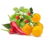 Click & Grow recharges de fruits et légumes pour Smart Garden, 9-pack (PPMFVX9)