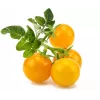 Recharge Click and Grow Smart Garden lot de 3 capsules de plants de tomates cerises
