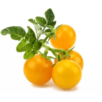 Recharge Click and Grow Smart Garden lot de 3 capsules de plants de tomates cerises