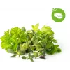 Click & Grow Steak Seasoning Mix Plant Pods for Smart Garden, 9-Pack (PPMSSX9)