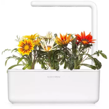Click & Grow Gazania Plant Pods for Smart Garden, 3-Pack (SGR92X3)