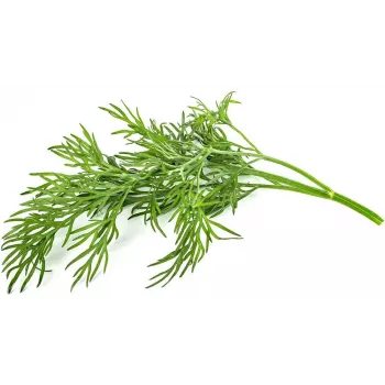 Recharge de capsules de plantes aneth Click & Grow SGR49x3, lot de 3