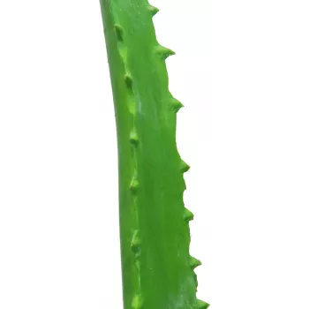 EUROPALMS plante artificielle Aloe Vera en pot noir, 63 cm 82809112