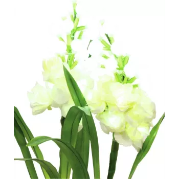EUROPALMS arum, ensemble de 3 avec LED, blanc, 85 cm (83330302)