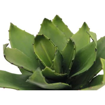EUROPALMS agave plante artificielle, EVA, verte, 35 cm 82530576