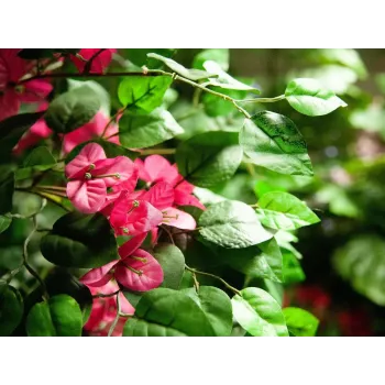 Plante artificielle Bougainvillea EUROPALMS, rose, 150 cm 82507055