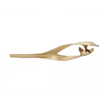 Tête de feuille de palmier séchée EUROPALMS, dorée, 60 cm 83502362