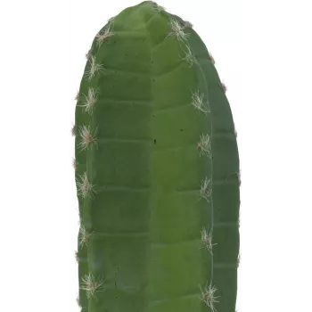 EUROPALMS Cactus mexicain plante artificielle, vert, 97 cm 82801070