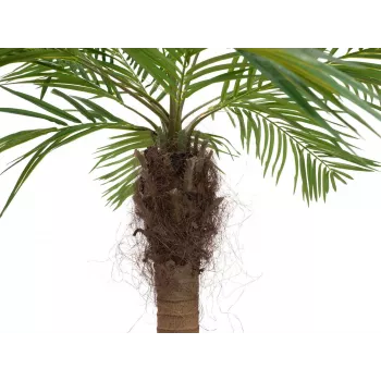 EUROPALMS Luxor palmier Phoenix artificiel incurvé, 240 cm 82510726
