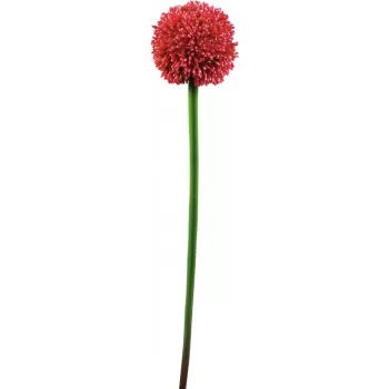 EUROPALMS tige d'allium artificielle, rouge, 55 cm 82530568