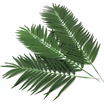 EUROPALMS palmes de cocotier artificielles, 80 cm, ensemble de 12 pièces 82509895