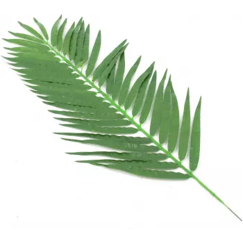 EUROPALMS palmes de cocotier artificielles, 90 cm, 12 pièces, vert 82509896