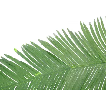 EUROPALMS fronde de palmier royal cocotier artificielle, 180 cm 82509847