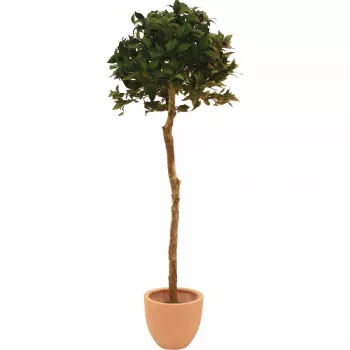 EUROPALMS arbre boule de laurier artificiel, 180 cm 82506946