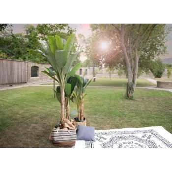 EUROPALMS bananier artificiel, 210 cm 82509507