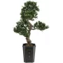 EUROPALMS Bonsaï Podocarpus Plante artificielle, 80 cm 82600116