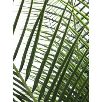 EUROPALMS Phoenix Palm Deluxe plante artificielle 220 cm 82509722